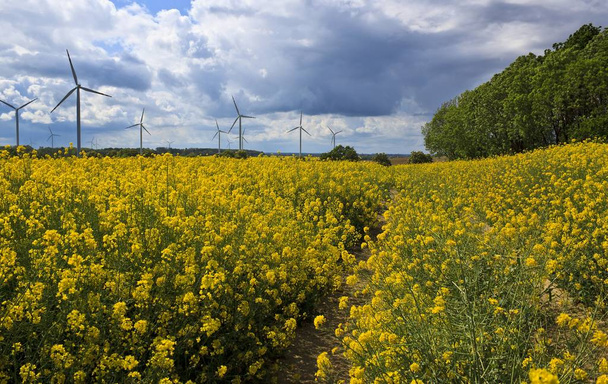Frühlingslandschaft mit gelbem Rapsfeld - Foto, Bild