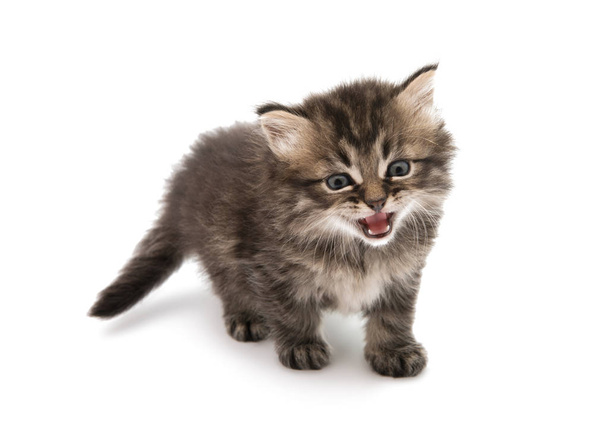 gatito gris esponjoso
 - Foto, Imagen