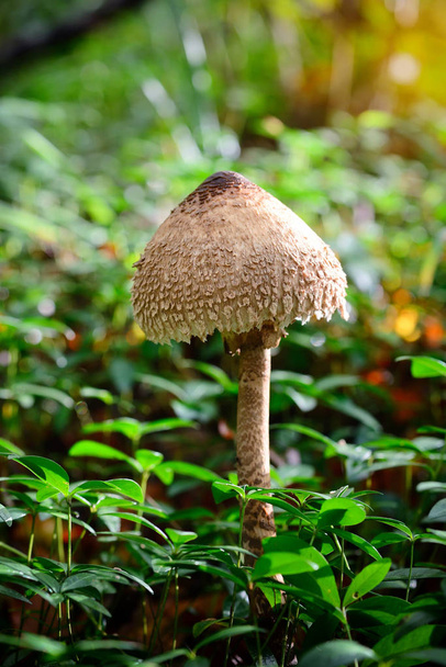 De grote parasolzwam (Macrolepiota procera) in het bos - Foto, afbeelding