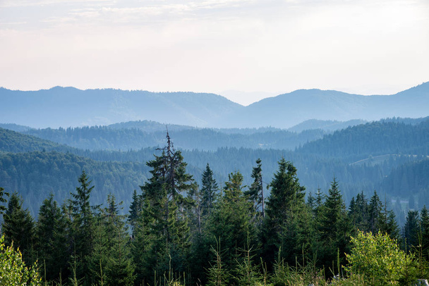 Вид на Карпаты из леса
 - Фото, изображение