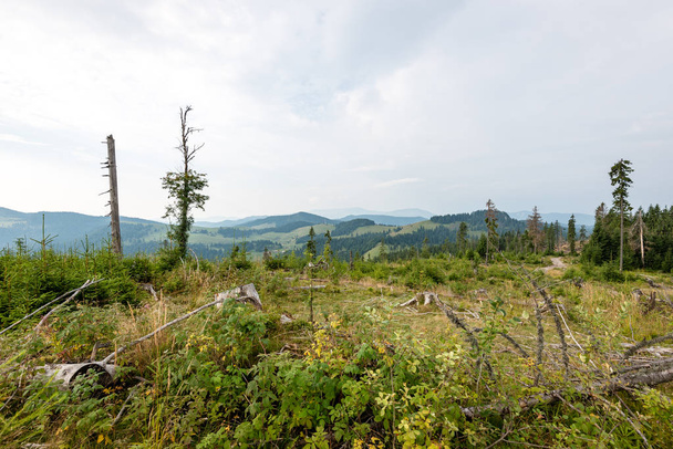 Pohled do karpatských hor z lesa - Fotografie, Obrázek