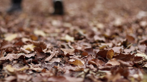 Orman yürüyen adam kalkıyor. Sonbahar yaprakları - Video, Çekim