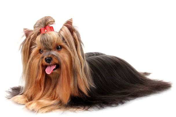 Beautiful yorkshire terrier isolated on white - Photo, Image