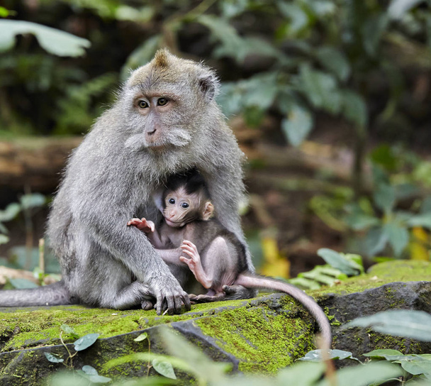 Macaque madre seduta tenendo in braccio il bambino Bali Indonesia
 - Foto, immagini