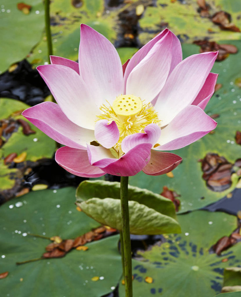 Pink lotus flower Bali Indonesia - Фото, изображение