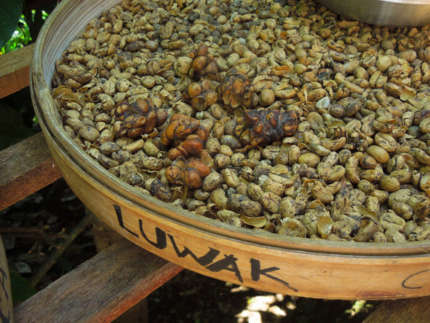 Bali specialty, coffee with the feces beans of civet cat kopi luwak - Photo, Image