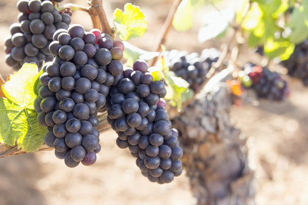 czerwone wino z winogron rośnie stary Grapevine - Zdjęcie, obraz