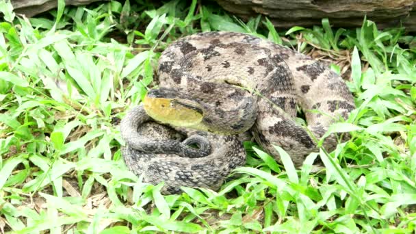 Bothrops asper es una especie de víbora venenosa que abarca desde el sur de México hasta el norte de Sudamérica. Es considerada la serpiente más peligrosa de Costa Rica y Panamá
. - Metraje, vídeo