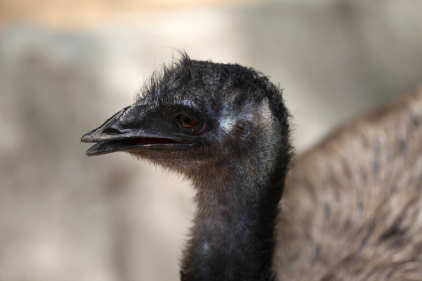 Ostrich bird with a long neck, Thailand, South East Asia - Foto, afbeelding