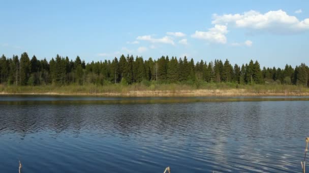 gemäßigter Nadelwald und Fluss im Frühling, Russland. - Filmmaterial, Video