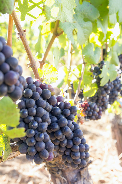 Uvas de vino tinto colgando de uvas verticales
 - Foto, imagen