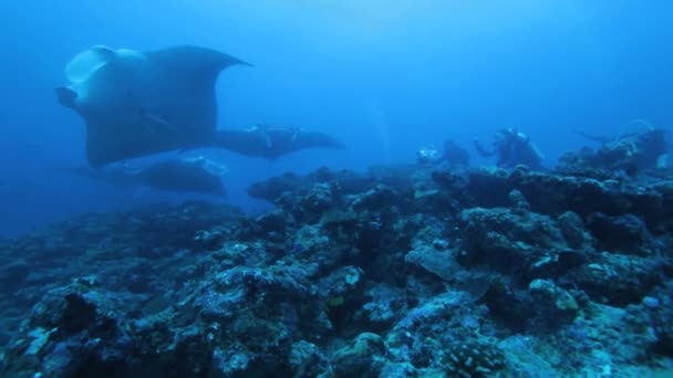 Sok mantas-Ari-Atoll manta pont a búvárok - Felvétel, videó