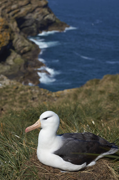 Albatross czarny białobrewy (Thalassarche melanophrys) - Zdjęcie, obraz