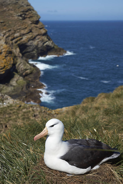 Albatross czarny białobrewy (Thalassarche melanophrys) - Zdjęcie, obraz