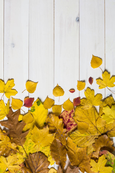 kleurrijke bladeren op een witte houten achtergrond. grafische plat lag sy - Foto, afbeelding