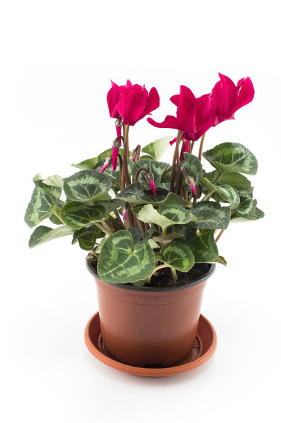 Red Cyclamen Potted on a White Background - Photo, Image