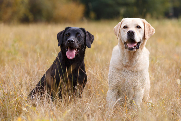 Due Labrador seduti sul prato autunnale
 - Foto, immagini