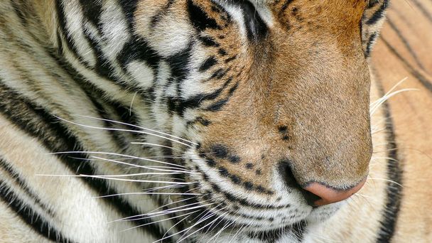 bengal Tiger in wild - Photo, Image