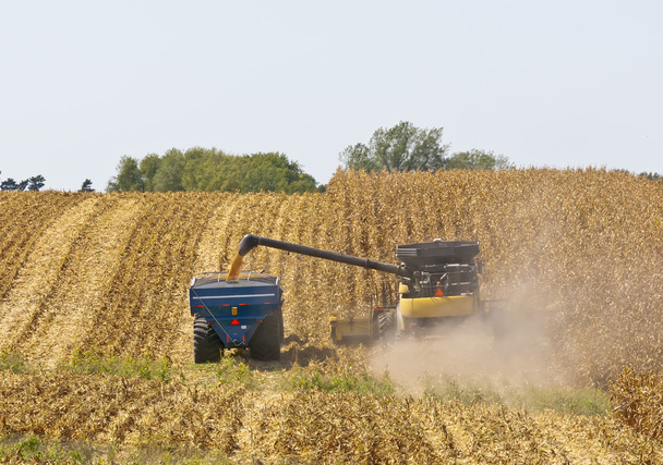 Iowa kukuřičných polí - Fotografie, Obrázek