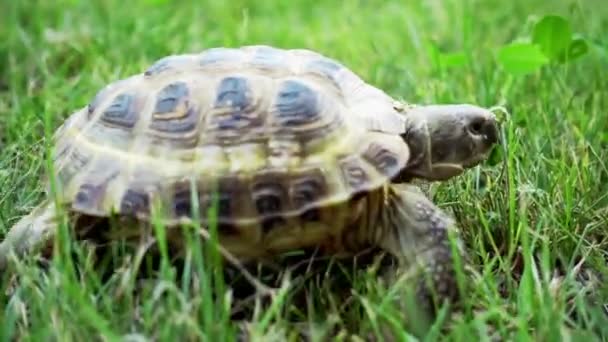 tortuga moviéndose sobre hierba verde
 - Metraje, vídeo