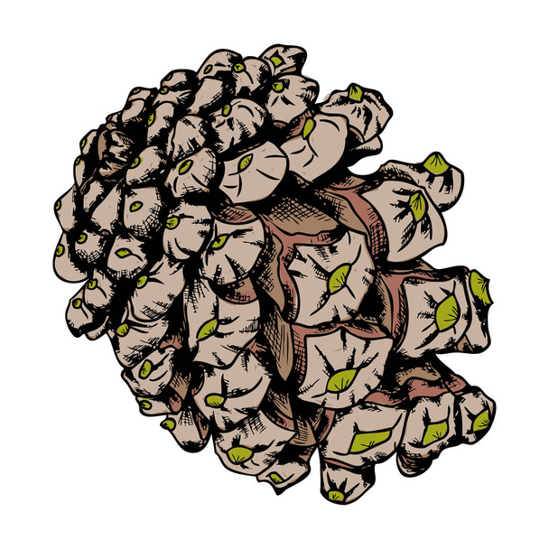 Hand drawn pine cone sketch - Вектор, зображення