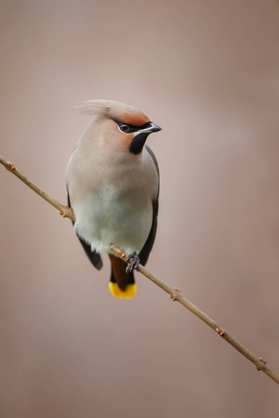 Bohemian waxwing perched on a twig - Photo, Image