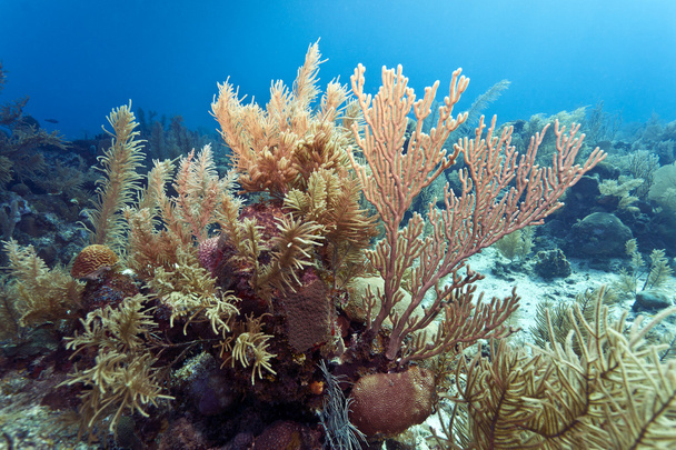 Кораловий риф біля узбережжя Гондурас - Фото, зображення