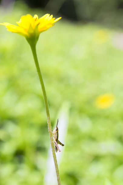 The brown grasshopper climbing up to the yellow flower  - Photo, Image