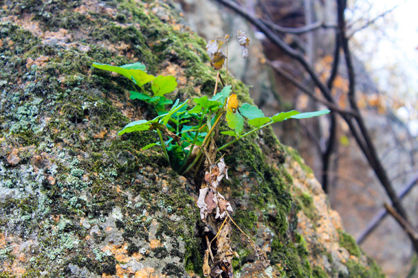 Planta verde cresce na pedra musgosa
 - Foto, Imagem