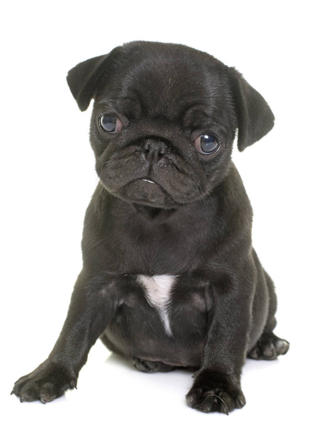 pug puppy zwart - Foto, afbeelding