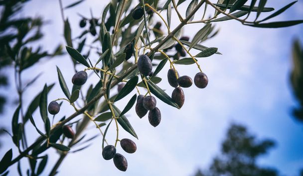 Оливковое дерево на голубом фоне неба
 - Фото, изображение