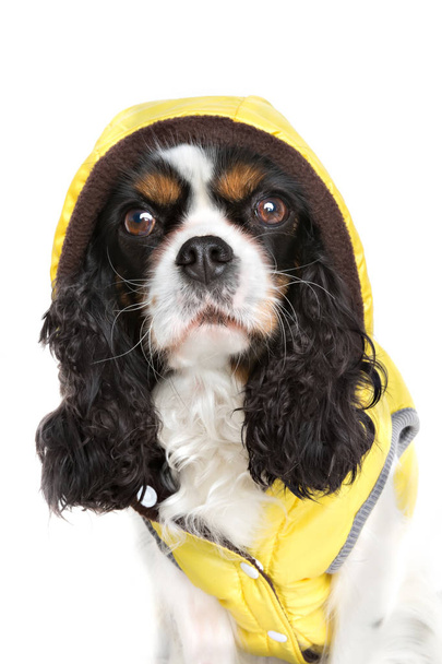 ceketi giyen köpek - Fotoğraf, Görsel