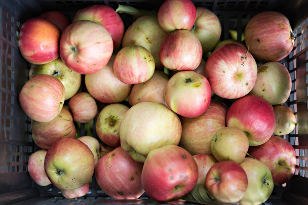 Дозріла органічні яблука
 - Фото, зображення