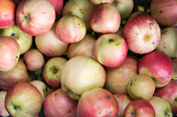 reife Bio-Äpfel - Foto, Bild