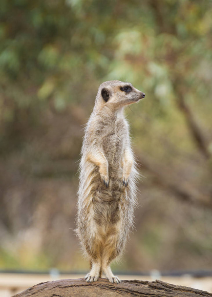 Meerkat surikate stojący na skale z zainteresowaniem - Zdjęcie, obraz