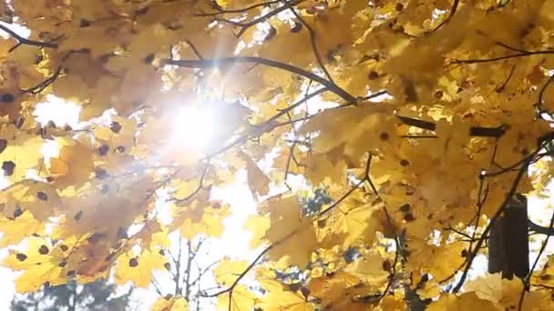 Hojas amarillas doradas en el día de otoño ventoso
 - Metraje, vídeo
