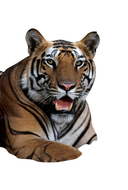 Tigre, Panthera tigris
,        - Photo, image