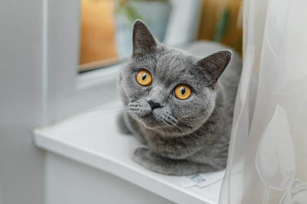 Portrait of gray shorthair British cat with bright yellow surprised eyes in home interior - Фото, зображення