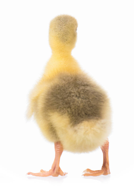 Lindo recién nacido gosling
 - Foto, imagen