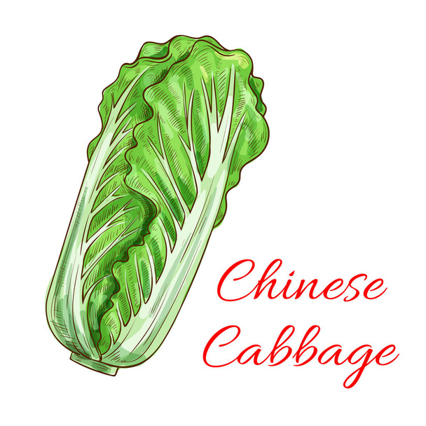 Repolho chinês napa vegetal folhoso ícone isolado
 - Vetor, Imagem