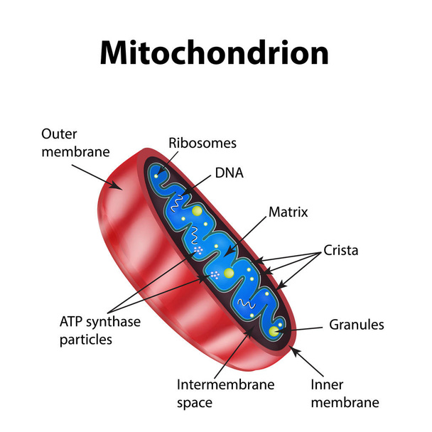Mitochondrien-Struktur. Vektor-Illustration auf isoliertem Hintergrund - Vektor, Bild