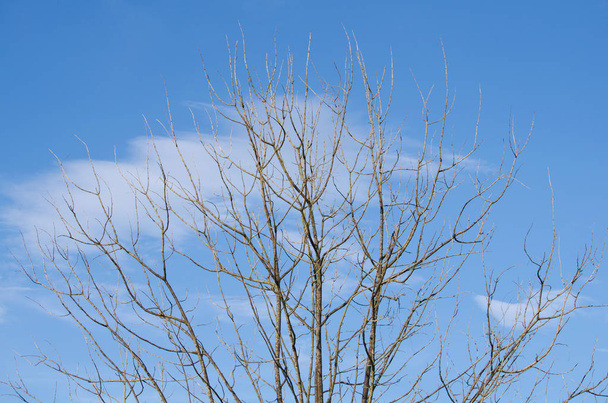 ciel bleu ont nuage en saison d'hiver et ont arbre est au premier plan
 - Photo, image