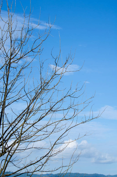 ciel bleu ont nuage en saison d'hiver et ont arbre est au premier plan
 - Photo, image