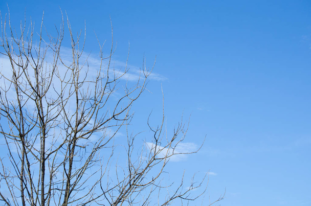 青い空は冬に雲があり木は前景です - 写真・画像