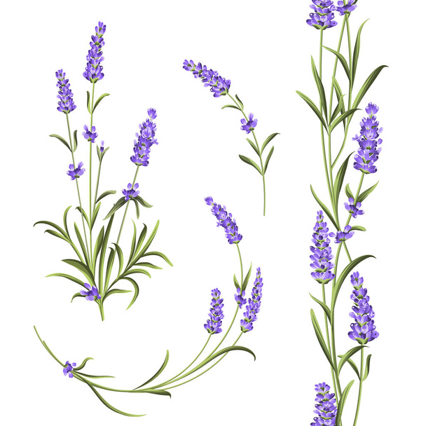 Set of lavender. - Vector, Image