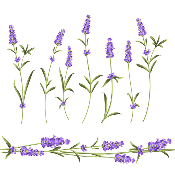 Set of lavender. - Vettoriali, immagini