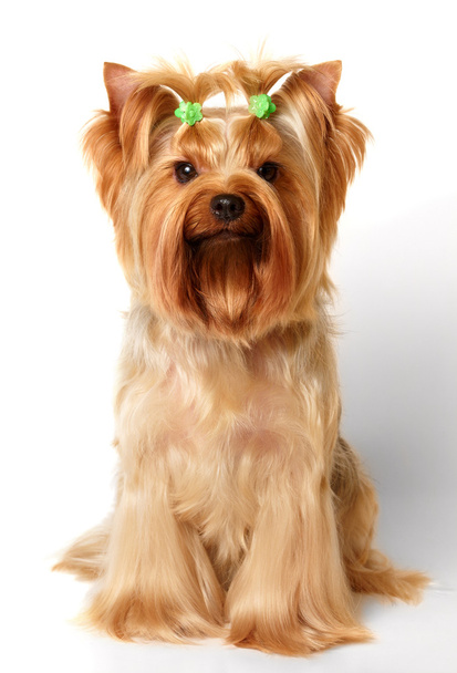 yorkshire terrier - Photo, image
