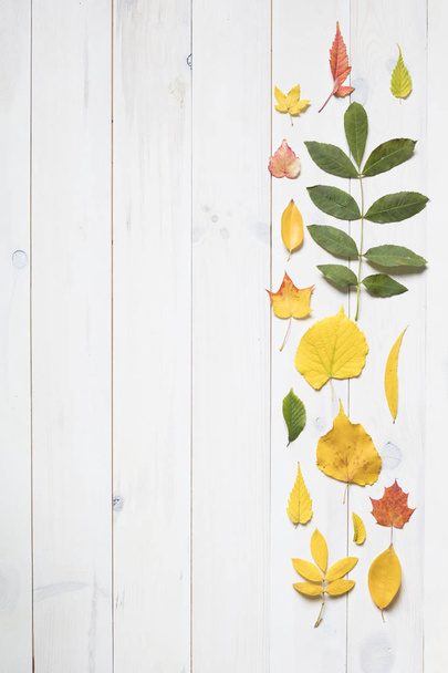 коллекция цветных осенних листьев с копировальным пространством
 - Фото, изображение