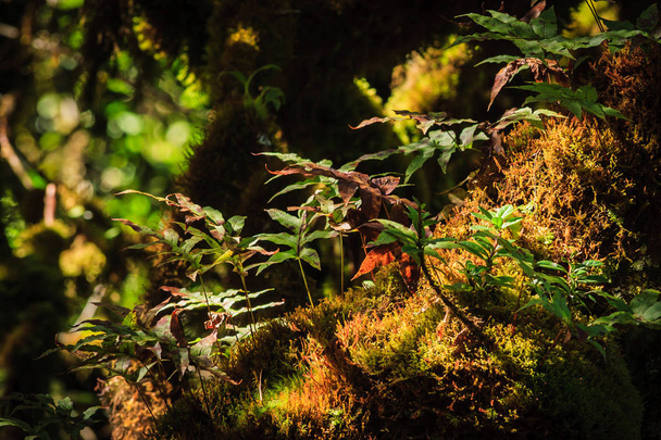 the Tree moss - Foto, imagen