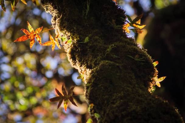 the Tree moss - Foto, Bild